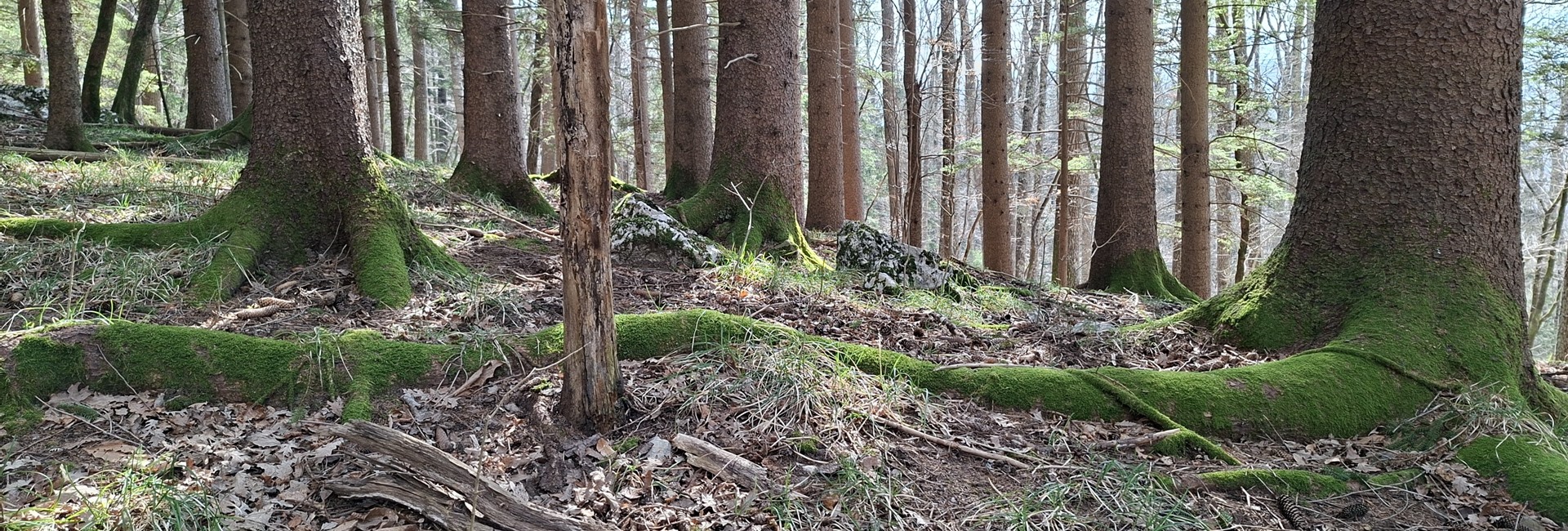 Ustanavljamo Regijski park Snežnik
