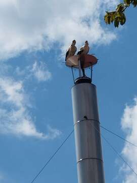 Štrk in štorklja med počitkom 