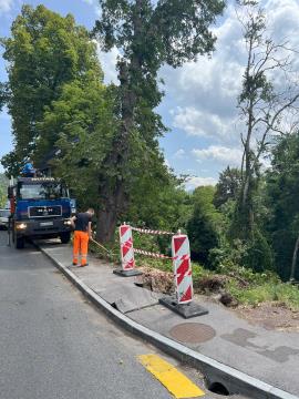 Sečnja2