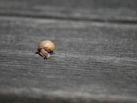 Na_soncu_BrankoCesnik