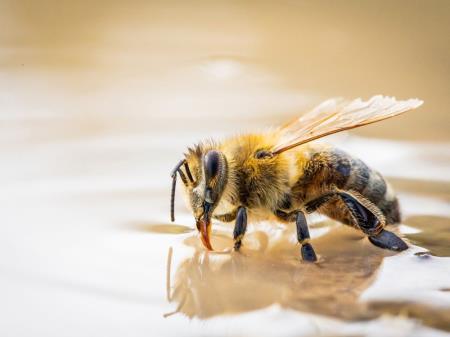 R_Cebela_Anze_Stajnrajh